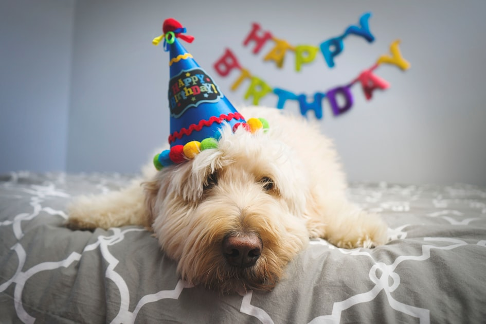 How to Throw a Dog Birthday Party