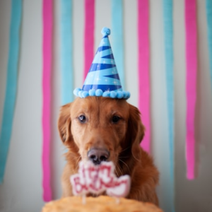 Doggie Birthday Hat