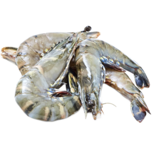 ChondroShell™ Prawn Support