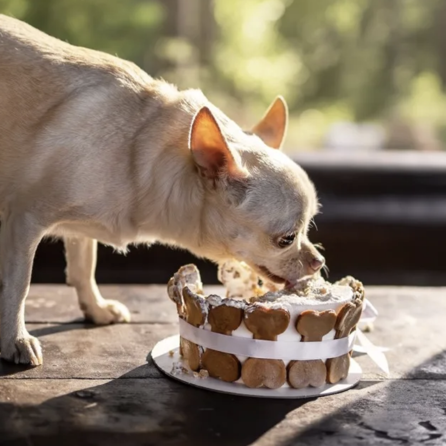 chiquaqua eating cake