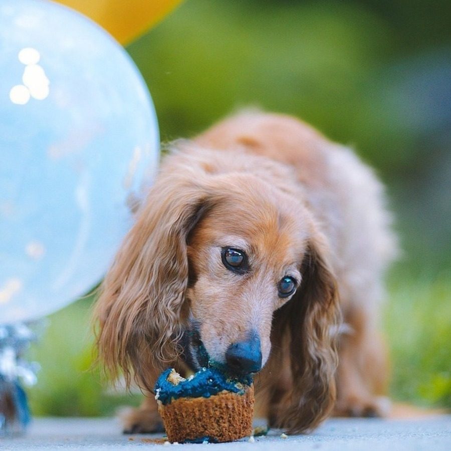 daschund eating a cake