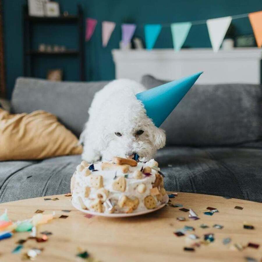 white poodle licks icing
